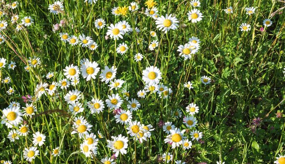 Erbe aromatiche e selvatiche ad Aldino