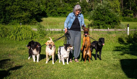 Passeggiata per cani con addestramento