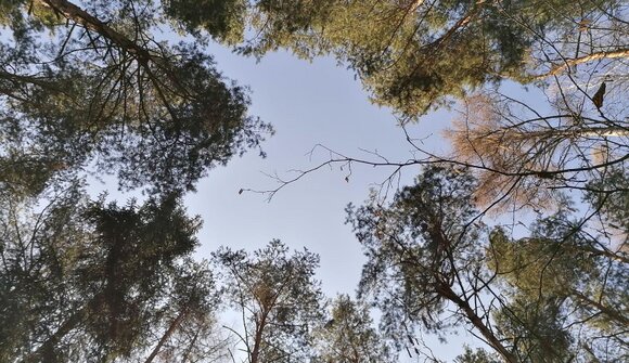 Bagno in foresta per Donne