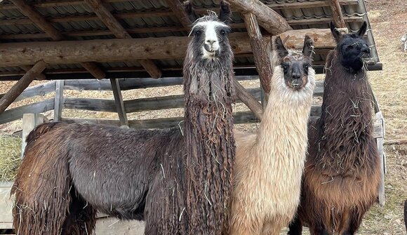Trekking con lama/alpaca con Juri