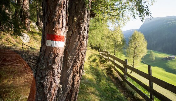 I giganti della natura