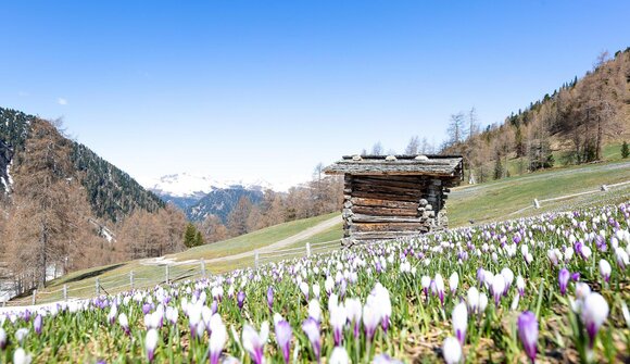 Il risveglio della primavera