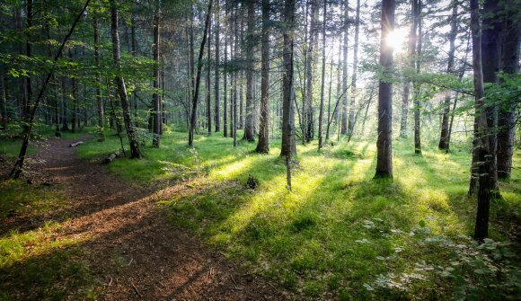 Tracce ed intrecci nel bosco