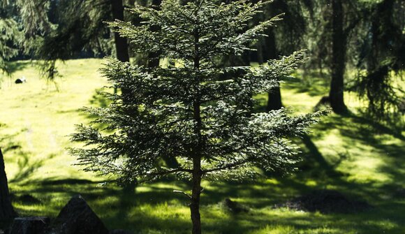 Pflanze einen Baum
