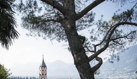 Giornate Meranesi dell'Albero