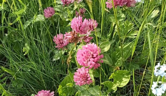 Erbe aromatiche e selvatiche a Redagno