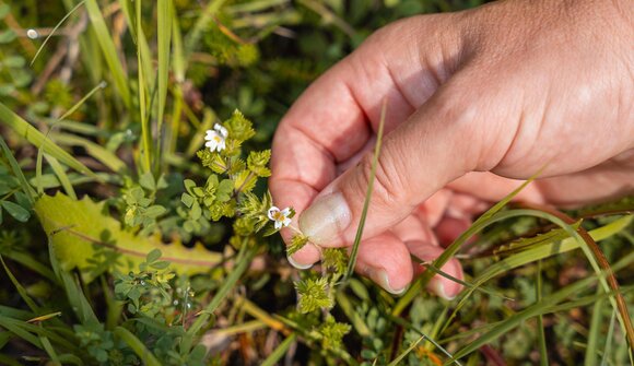Plan de Corones and its wild herbs