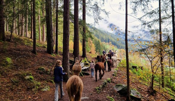 Escursione guidata con i lama e caffè